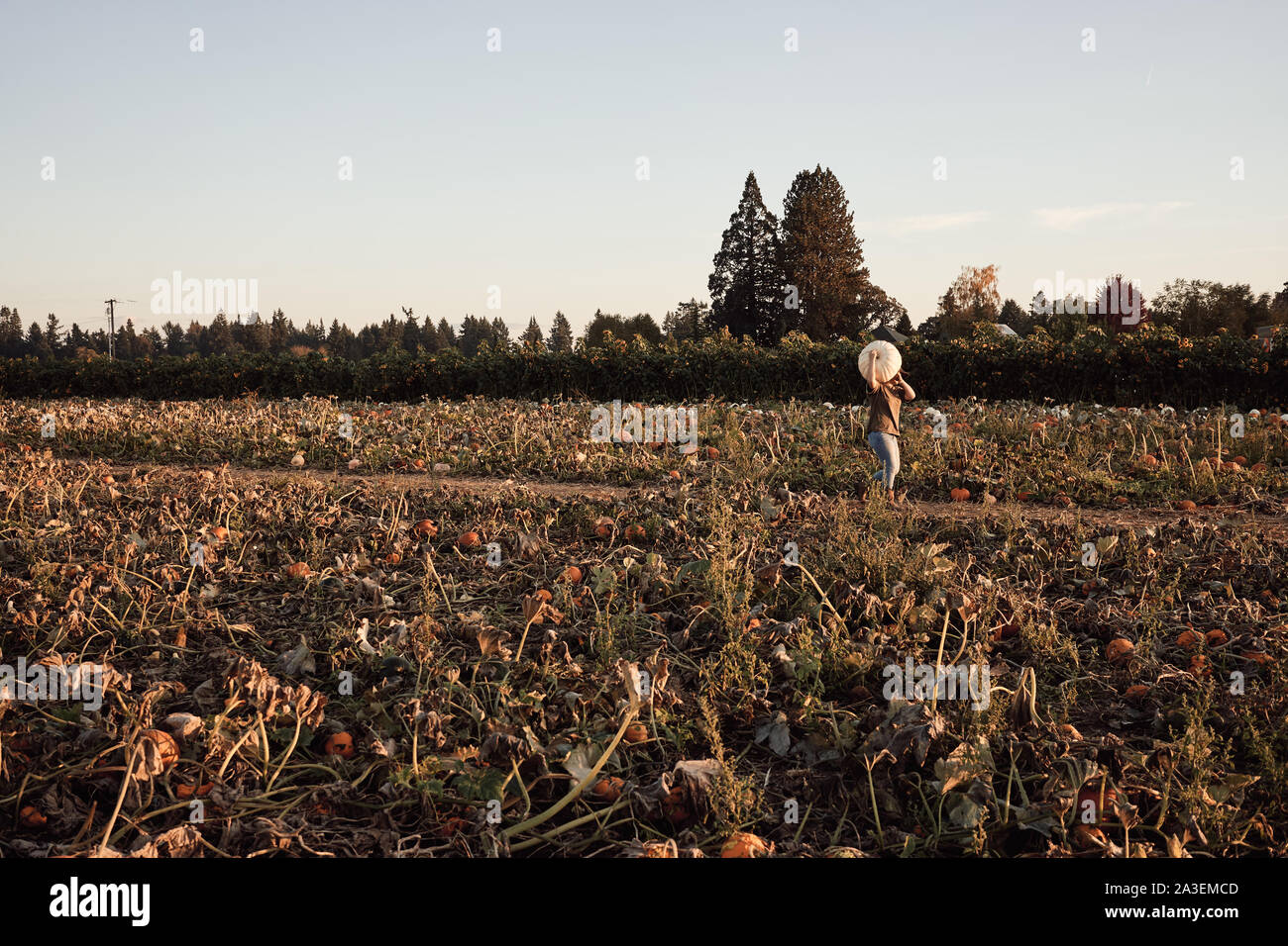 Pumpkin patch in a farm during sunset. Stock Photo
