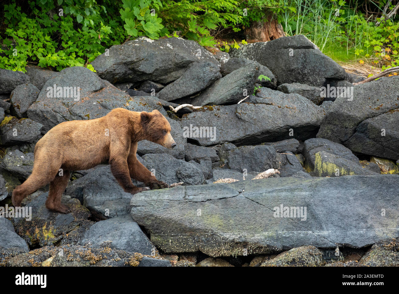 USA, Alaska, Coastal Brown Bear (Ursus arctos) walking along rocky shoreline along Port Snettisham along Stephens Passage, southeast of Juneau Stock Photo