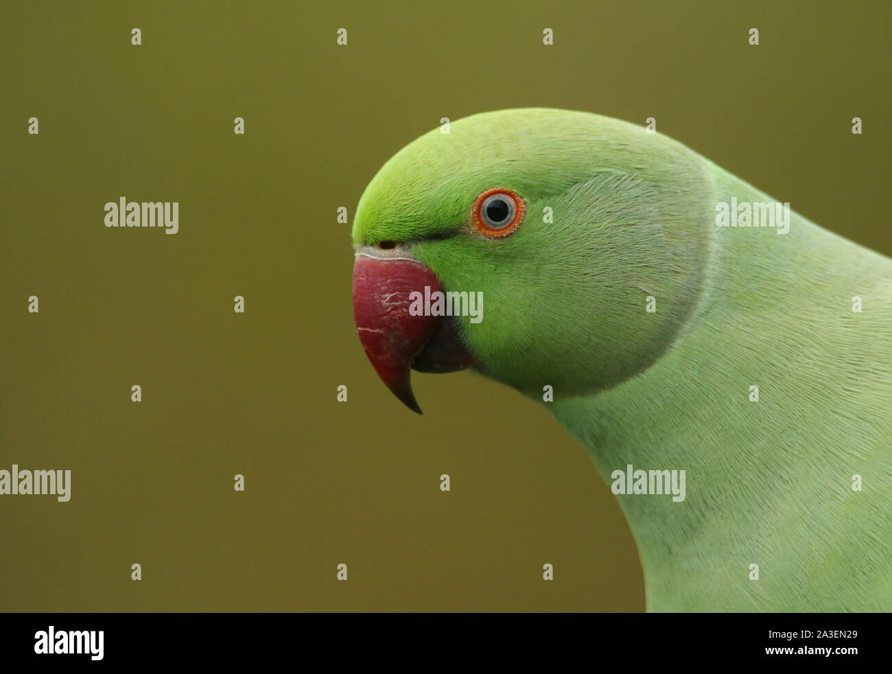 A head shot of a  ring-necked, or rose-ringed Parakeet. It is the UK's most abundant naturalised parrot. Stock Photo