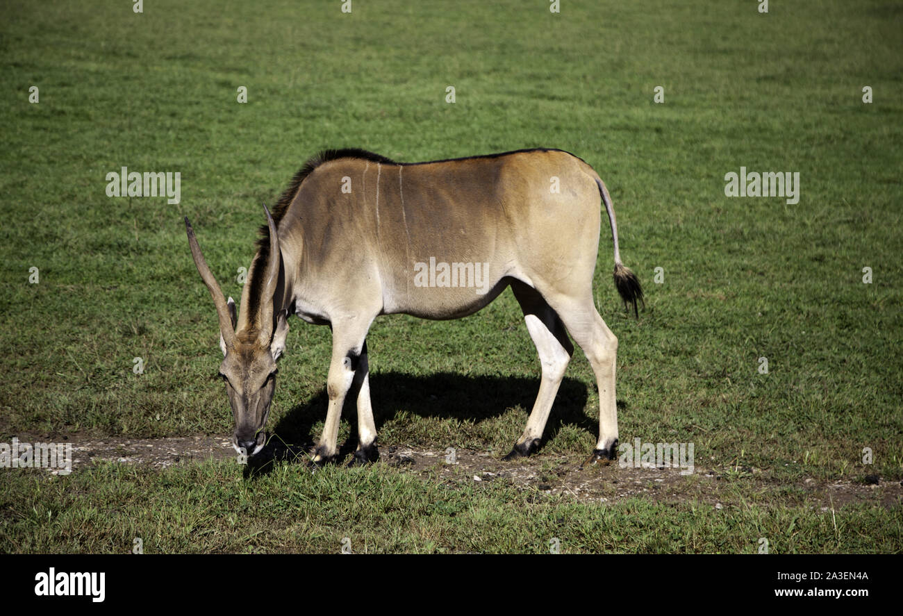 Of herbivorous animals hi-res stock photography and images - Alamy Of herbivorous animals hi-res stock photography and images - Alamy