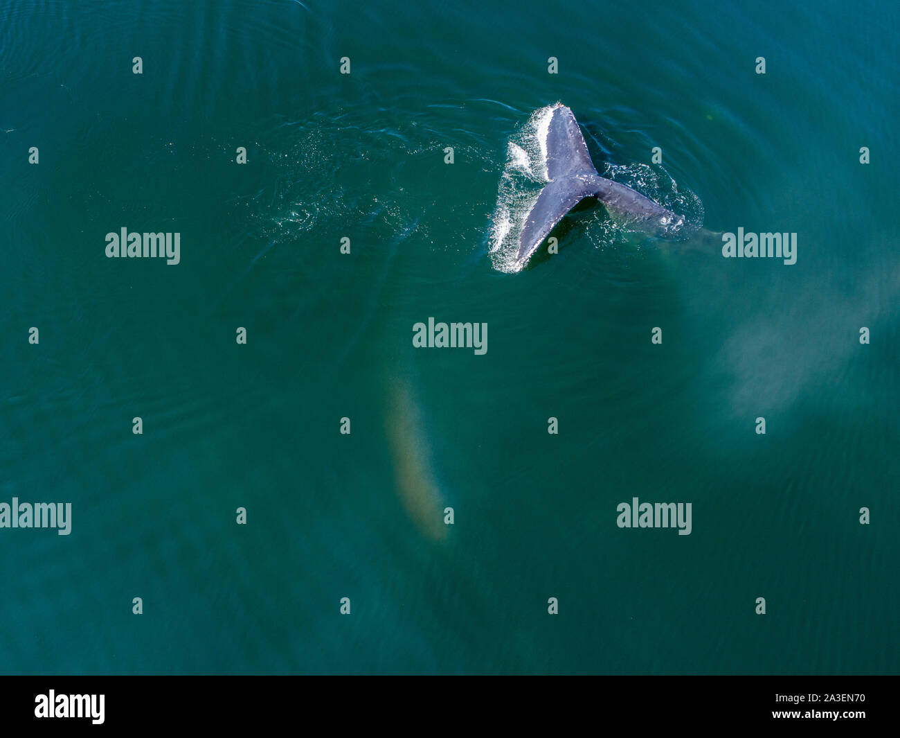 Humpback whale sounding hi-res stock photography and images - Alamy
