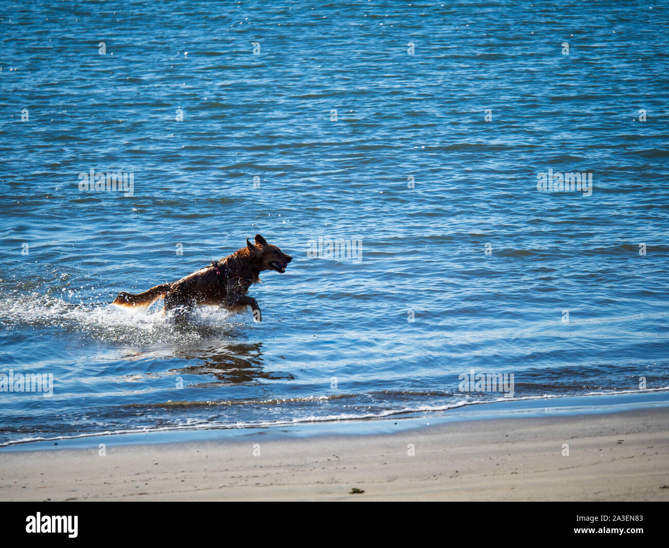 Golden retriever dog jumping out of ocean water onto beach with a ball in mouth Stock Photo