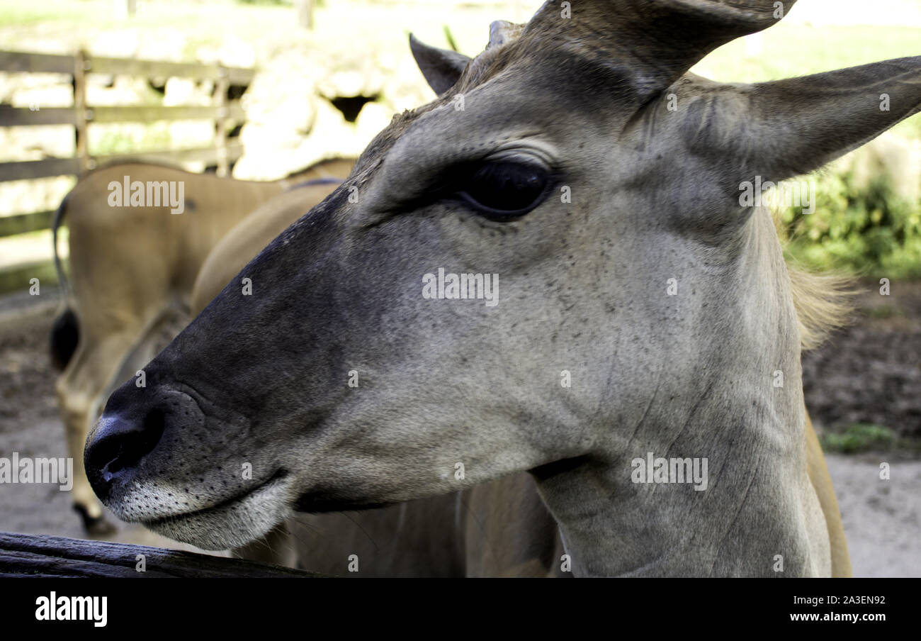 Wild saber antilope in nature, herbivorous animals, landscape Stock Photo -  Alamy