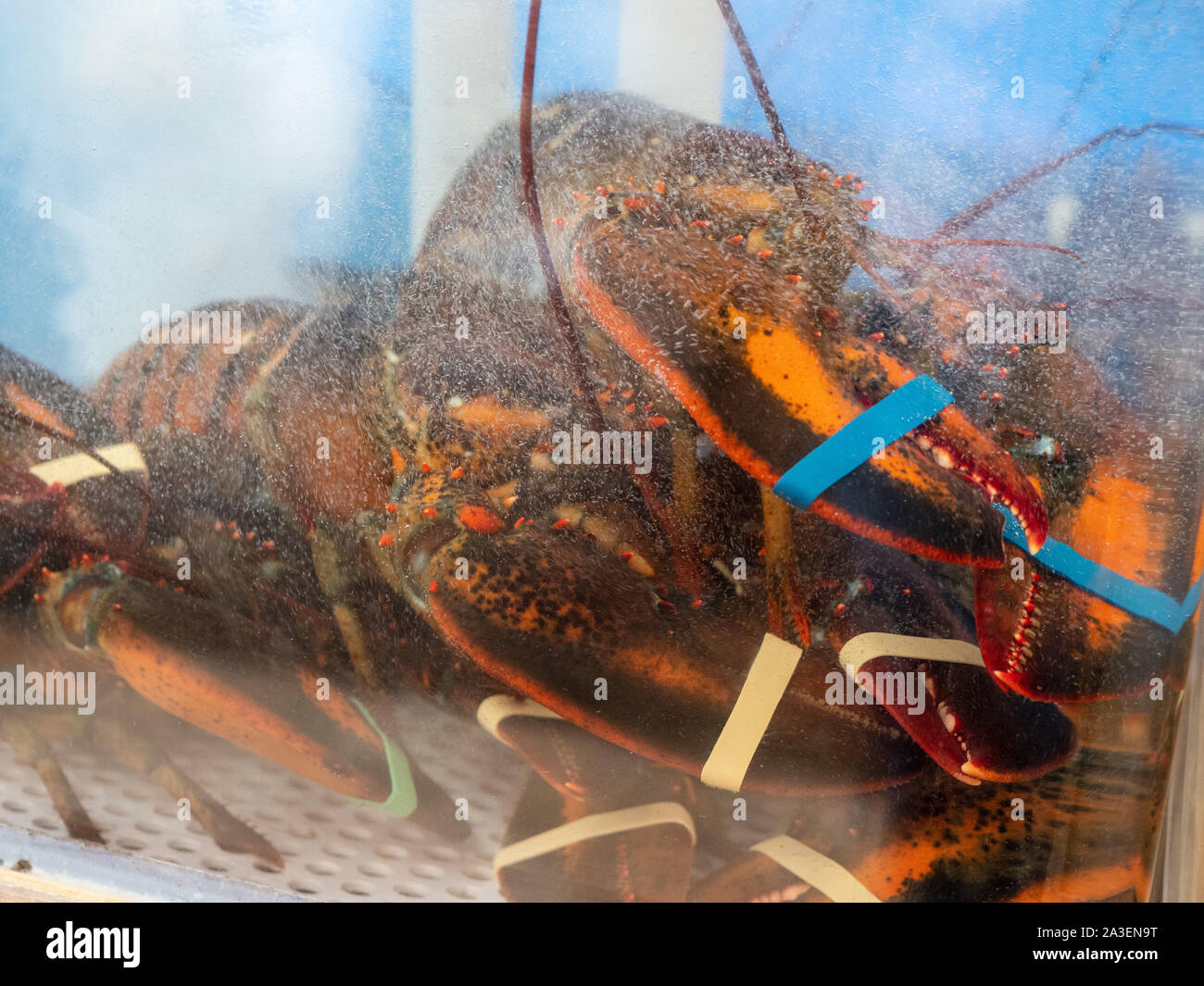 Lobsters prisoned and restrained in crowded tank in seafood restaurant