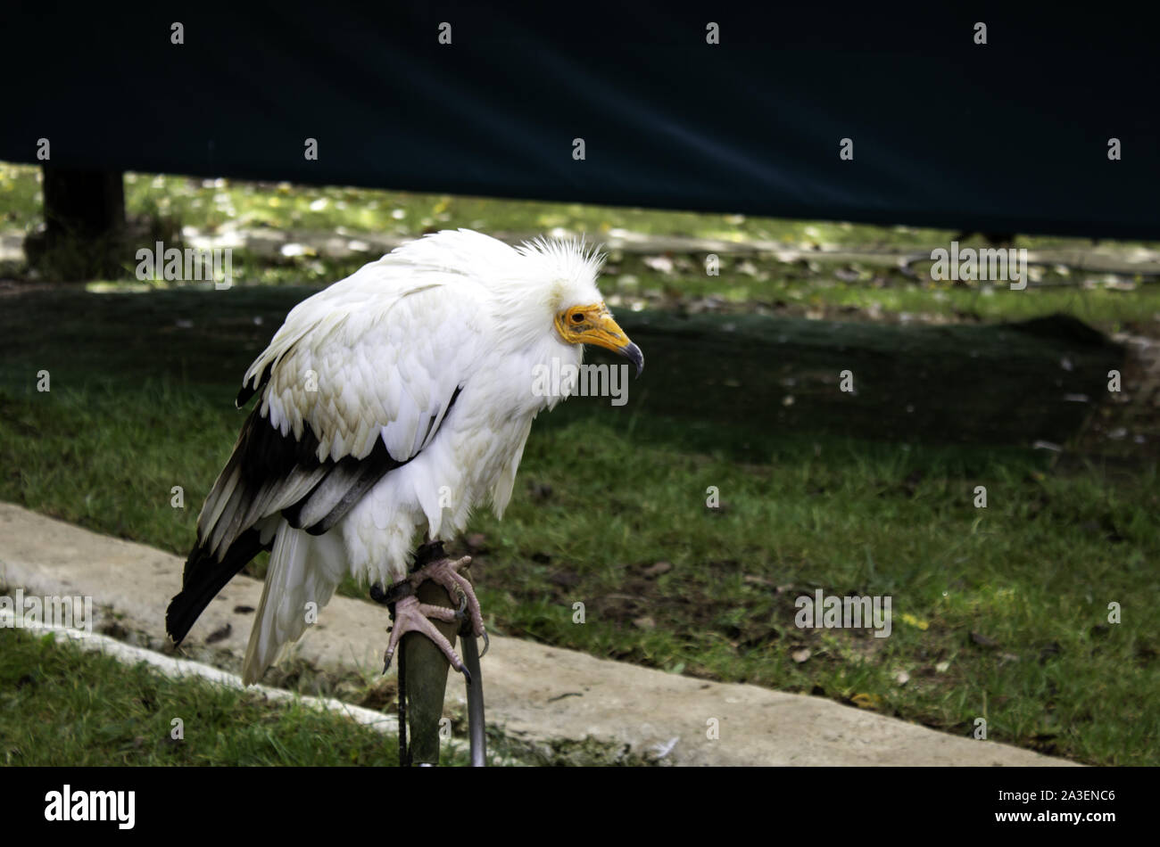 Wild vulture in captivity, mammal animals, birds Stock Photo
