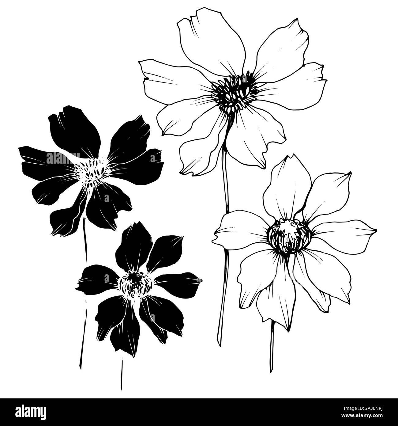 Vector Cosmos floral botanical flowers. Black and white engraved ink ...