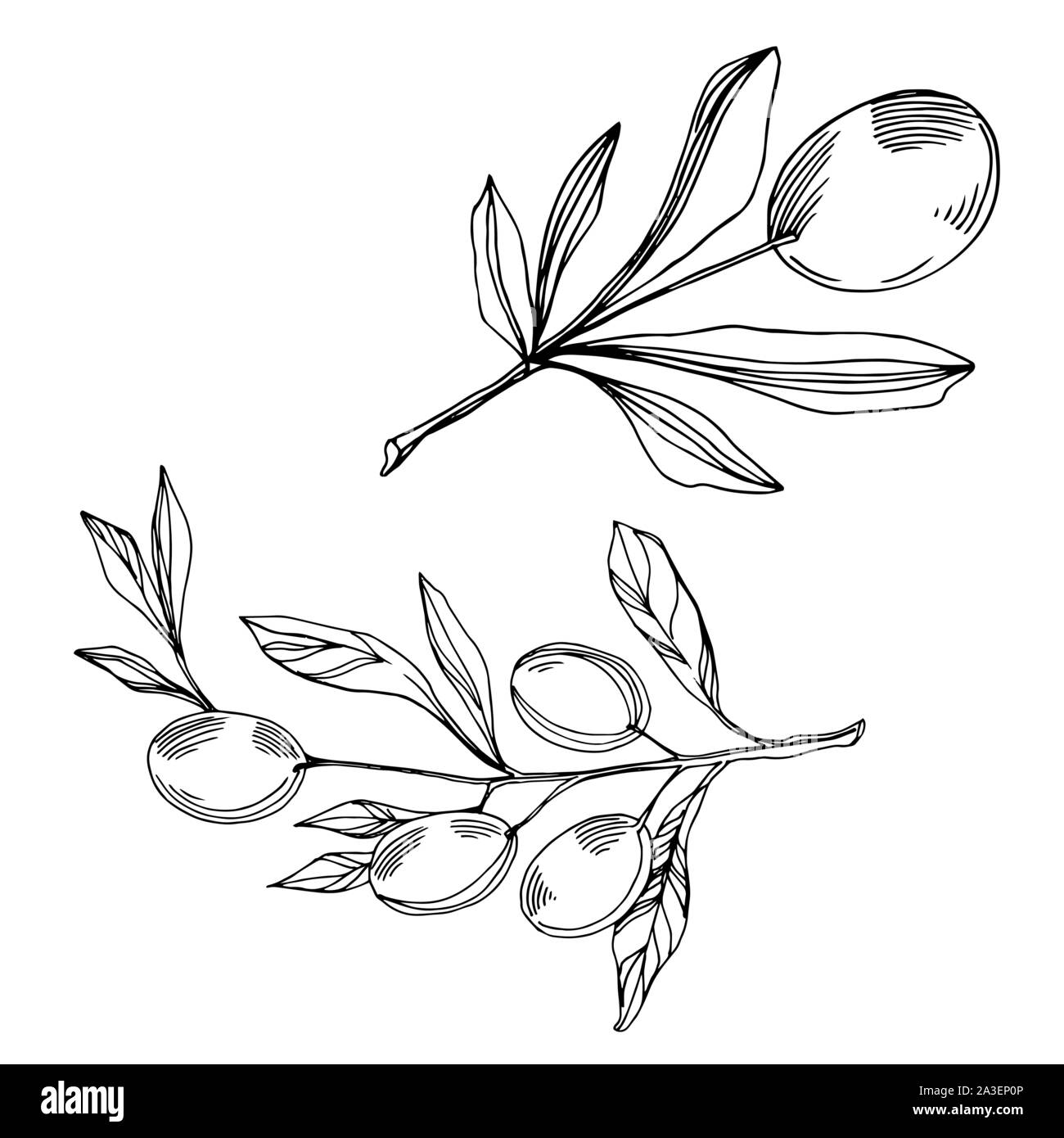 Vector Olive branch with fruit. Black and white engraved ink art ...
