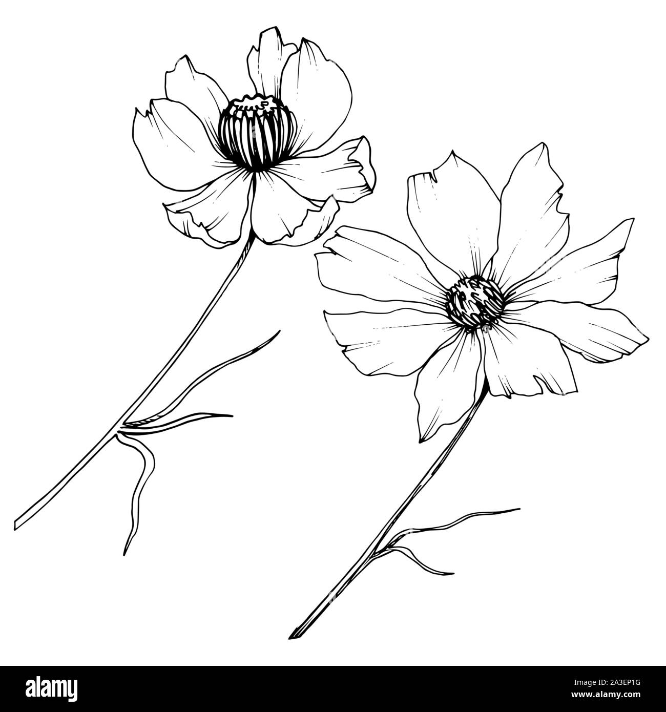 Vector Cosmos floral botanical flowers. Black and white engraved ink ...