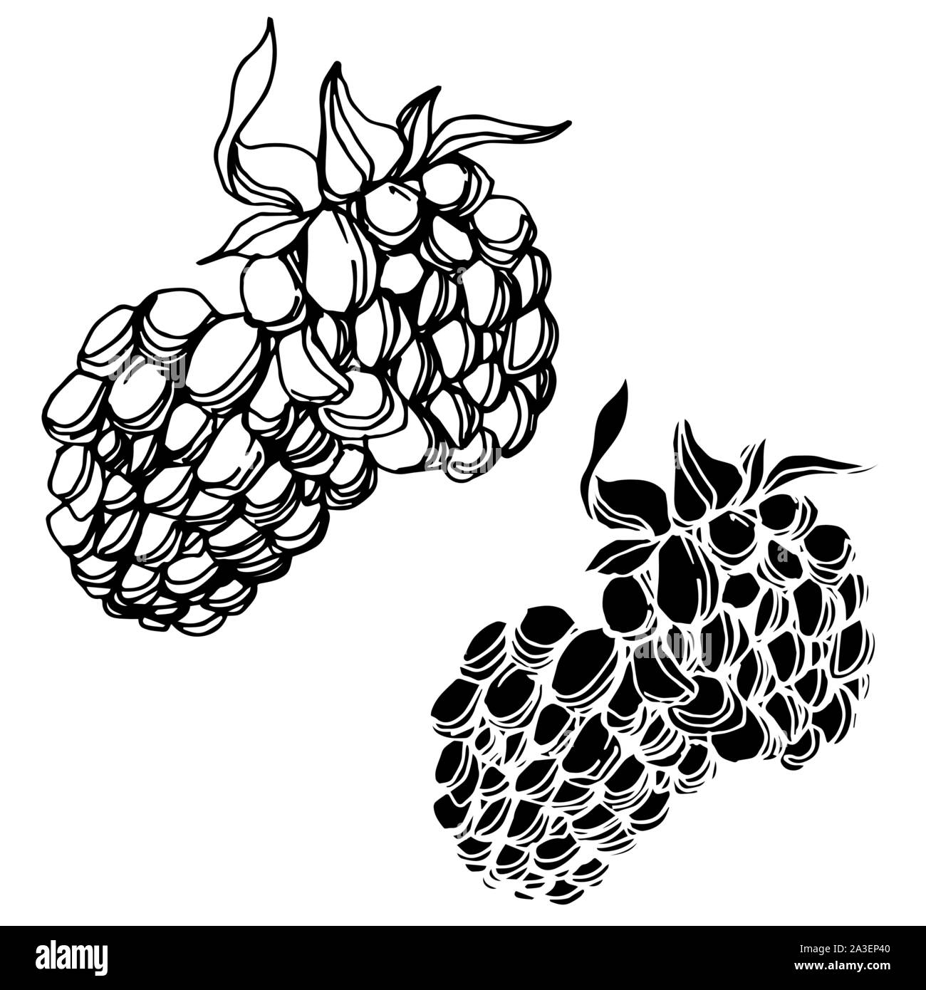 Vector Blackberry healthy food. Black and white engraved ink art. Isolated berry illustration
