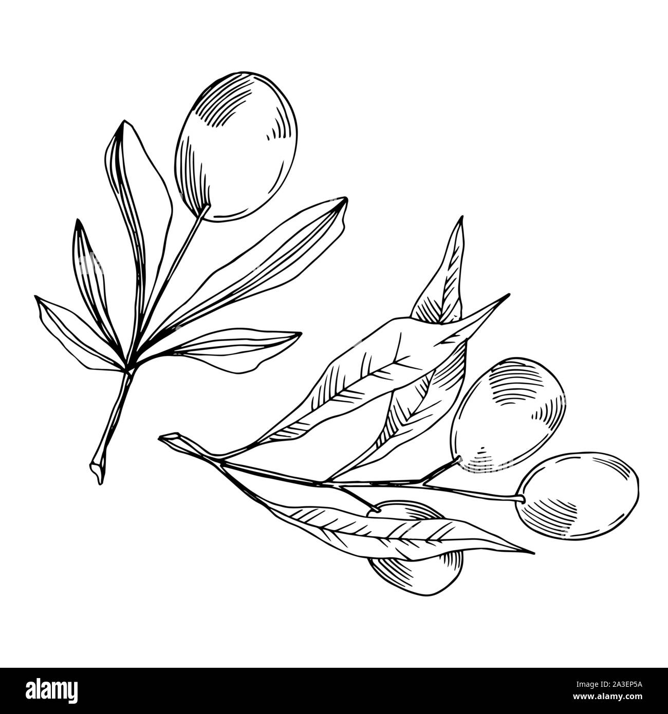 Vector Olive branch with fruit. Black and white engraved ink art ...