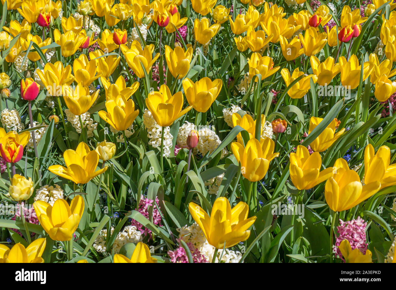Tulips and hyacinths bloom together in a spring city park Stock Photo ...