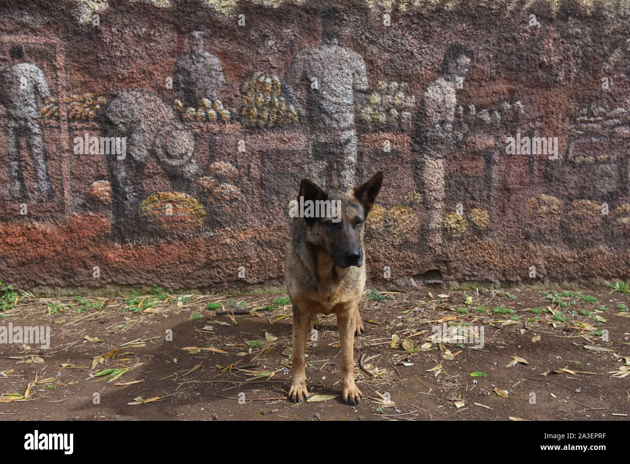 A dog is seen in front of a street art on a street in the center of the village.Hanga Roa is the capital of Easter Island, a Chilean island in the southeastern Pacific Ocean. The village has around 5,000 inhabitants, which comprises between 87 and 90 percent of the total population of the island. Excluding a small percentage still engaged in traditional fishing and small-scale farming, the majority of the population is engaged in tourism which is the main source of income. Stock Photo