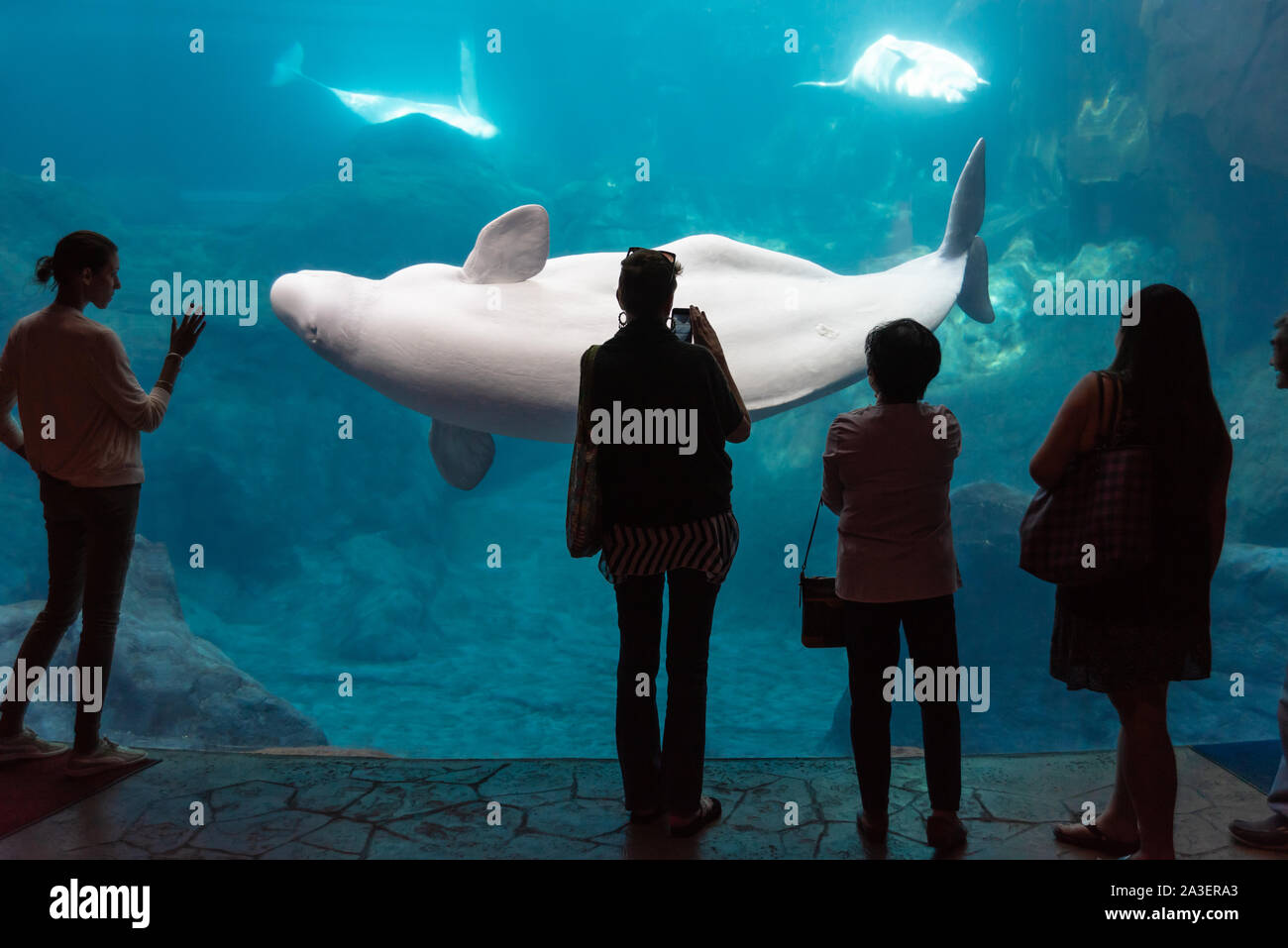 Aquarium visitors enjoying the beluga whales in the Cold Water