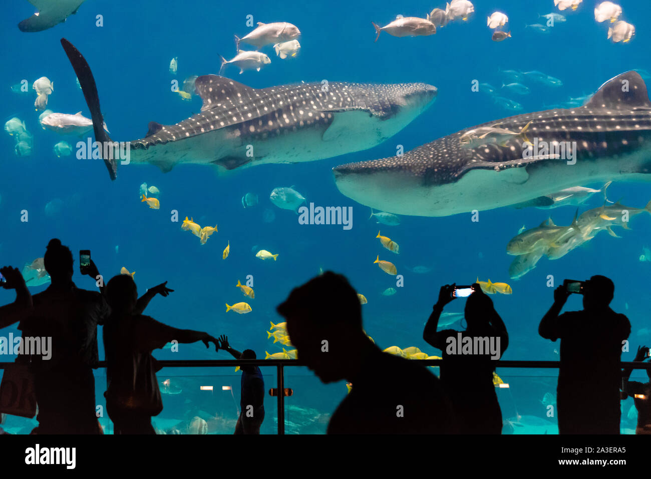 Giant whale sharks (Rhincodon typus) at the Georgia Aquarium in downtown Atlanta, Georgia. (USA) Stock Photo