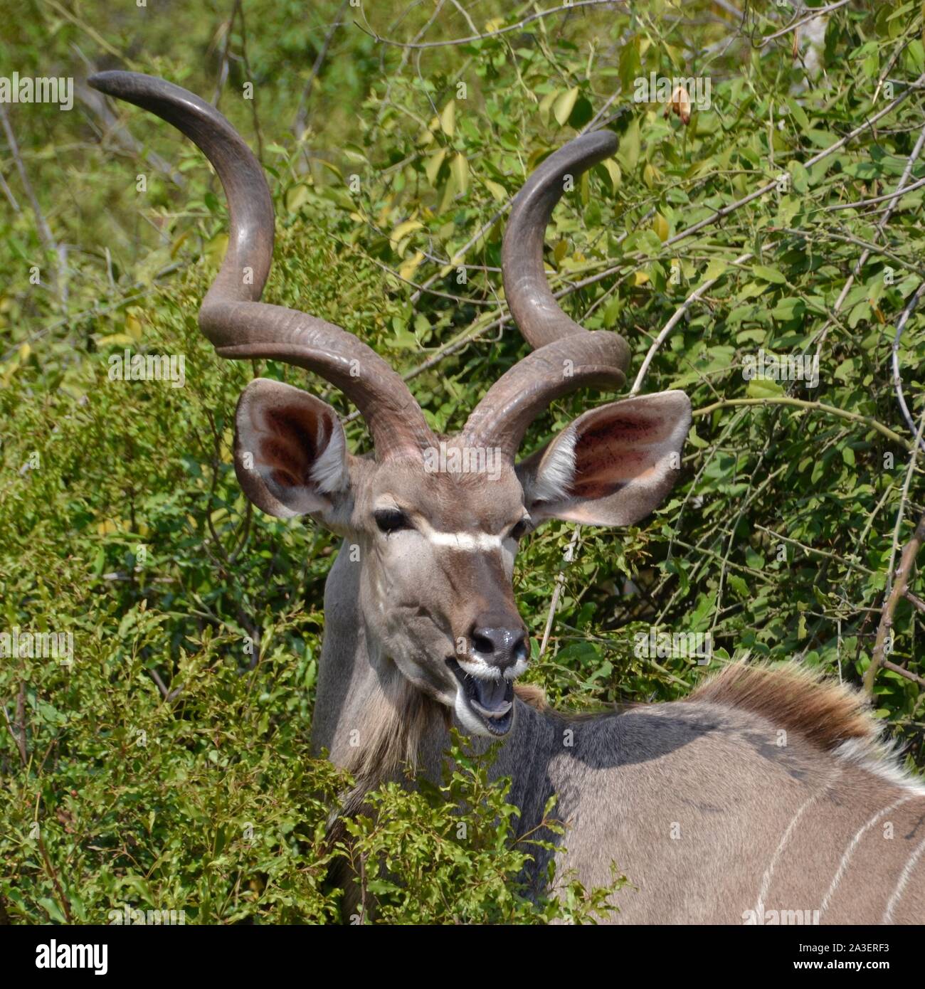 Head shot of a male kudu bull with magnificent corkscrew horns set