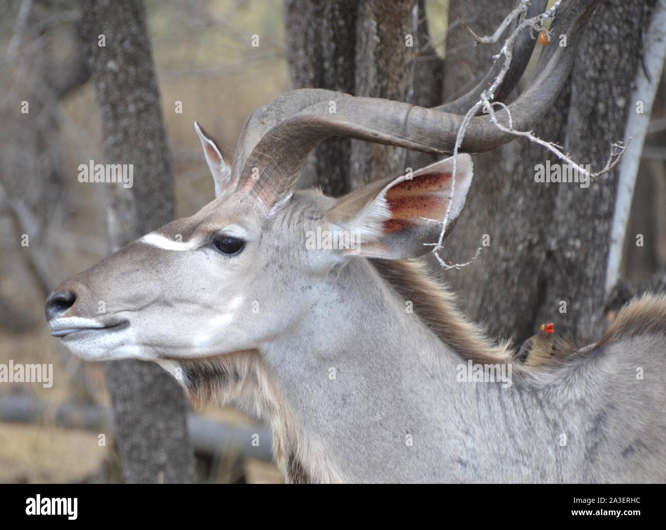 Side view head and shoulder shot of a big male kudu bull, in all brown colors including dry bare background trees Stock Photo