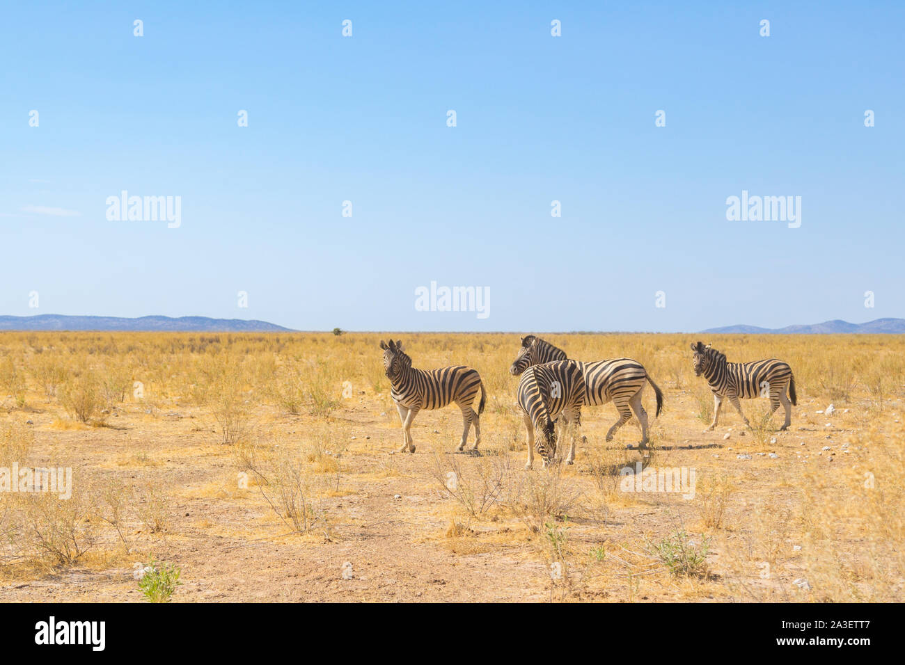 group of four wildlife zebras in natural grassland habitat, blue sky Stock Photo