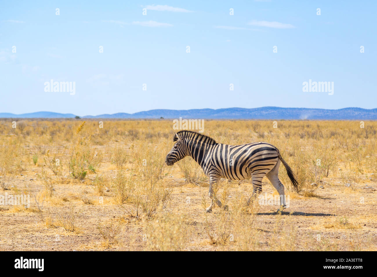 one natural zebra walking through natural grassland savanna, blue sky Stock Photo