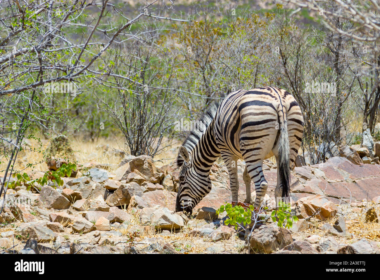 one zebra foraging in natural African savanna habitat in Namibia Stock Photo