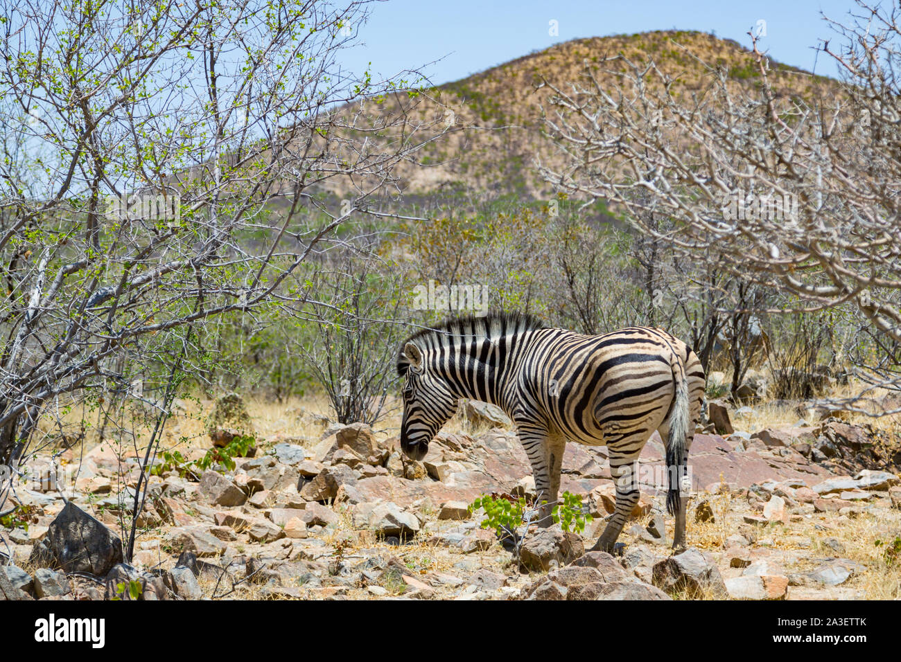 single zebra scavenging in natural savanna habitat in Namibia Stock Photo