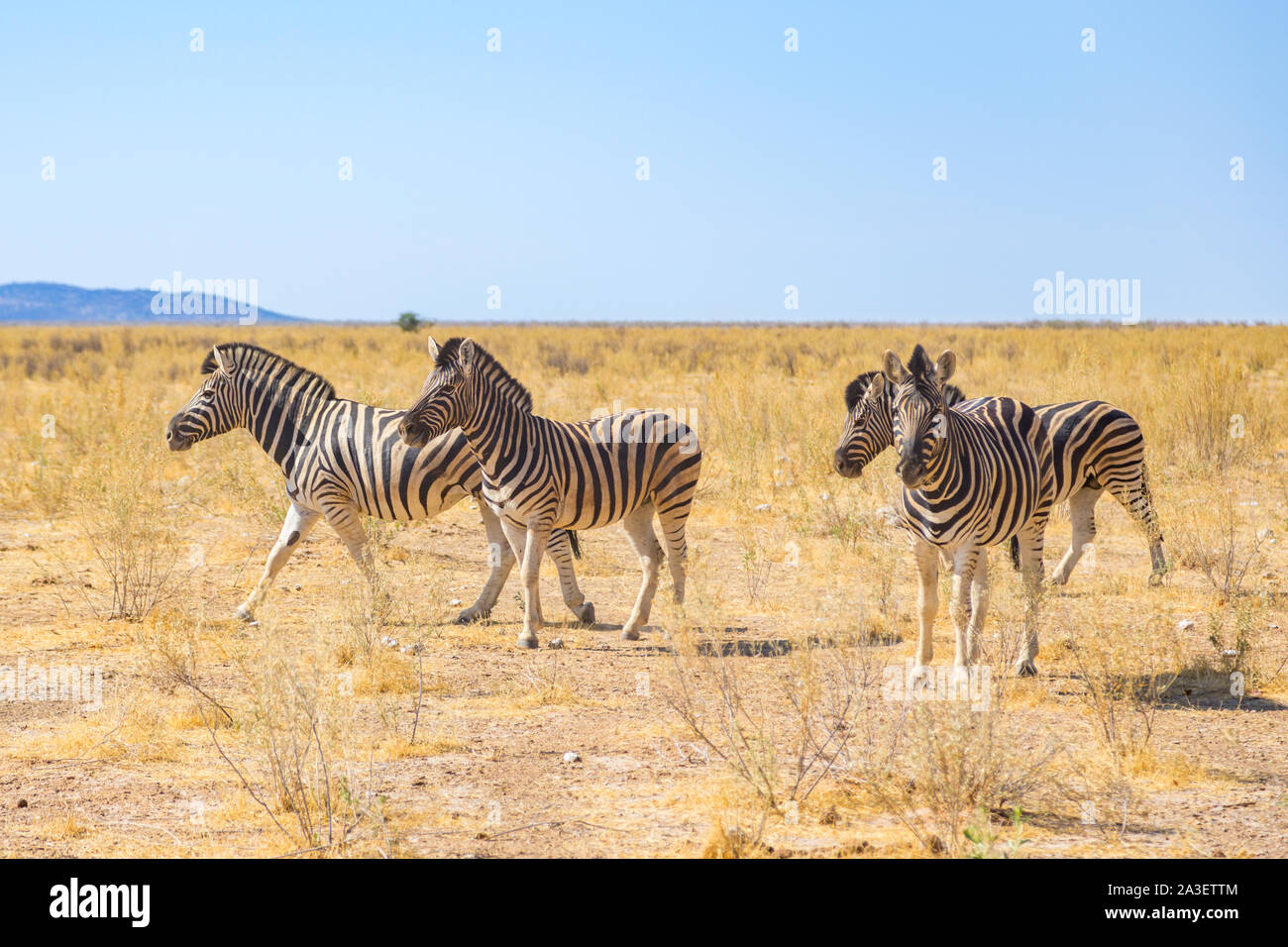 group of four natural zebras in natural grassland savanna, blue sky Stock Photo