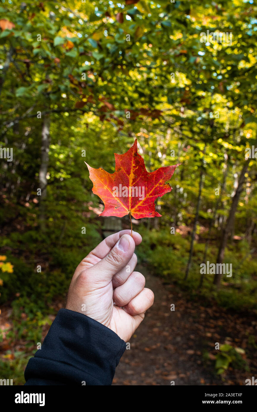 Man holding orange maple leave in the beginning of autumn in canada. Stock Photo