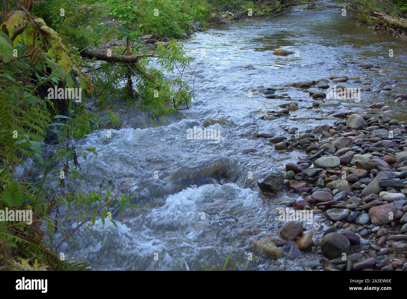 Nice stream flowing through forest hi-res stock photography and images ...