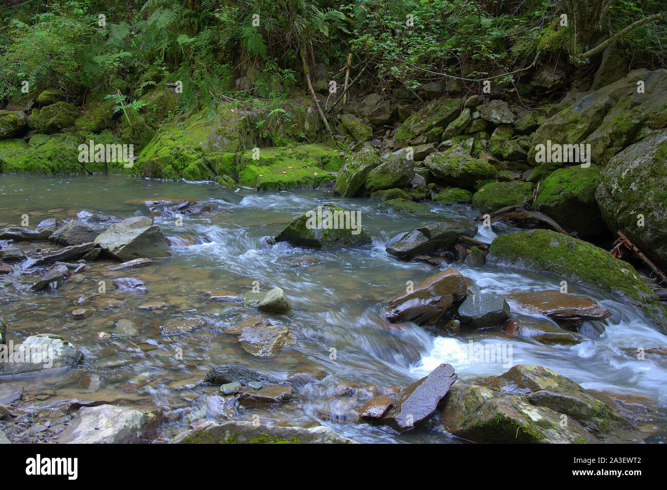 Nice stream flowing through forest hi-res stock photography and images ...