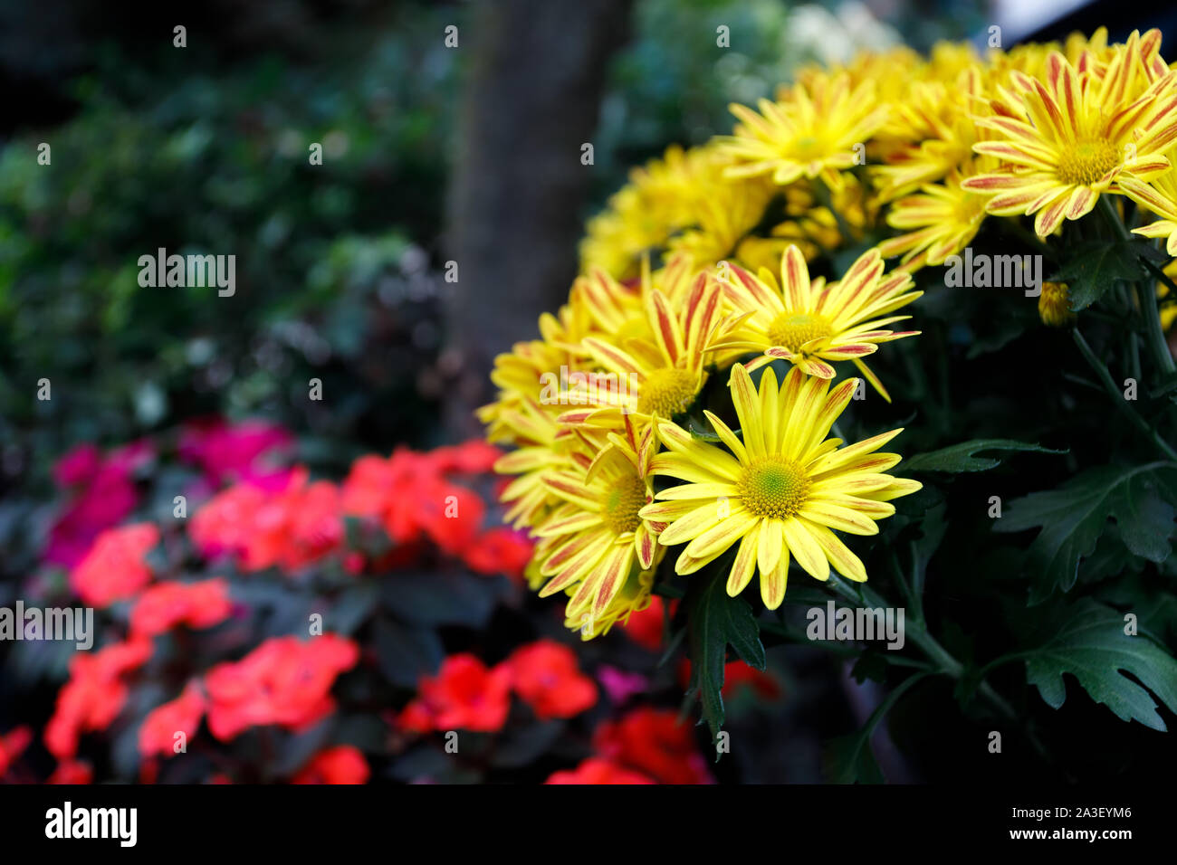 Yellow Gazania or Treasure flower in full bloom, Gazania rigens, Gazania splendens in autumn garden. Stock Photo