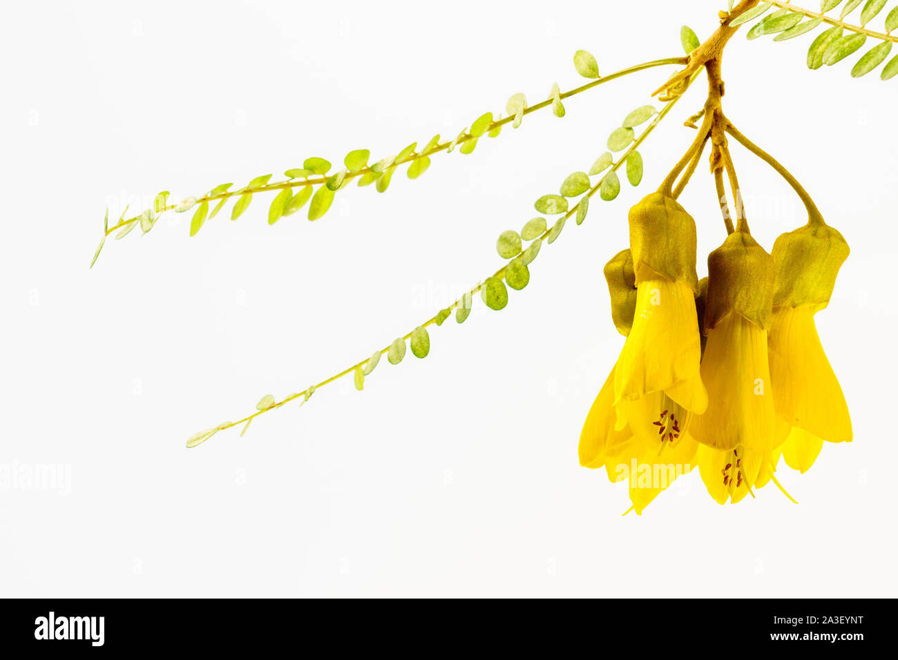 Close-up view of the spectacular yellow flowers of the New Zealand native Kowhai tree, Sophora microphylla seen isolated against a white background. Stock Photo