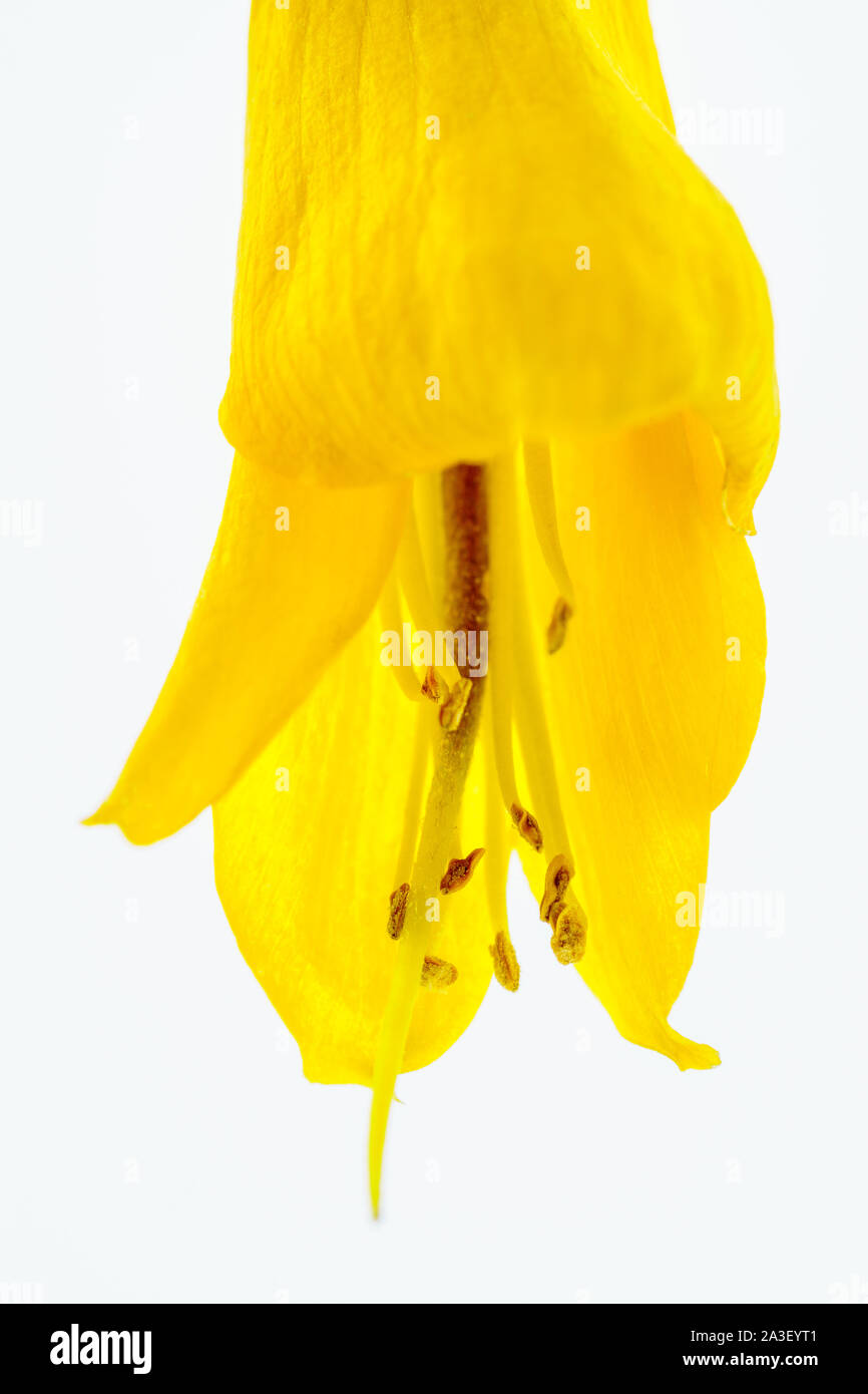 Close-up view of the spectacular yellow flowers of the New Zealand native Kowhai tree, Sophora microphylla seen isolated against a white background. Stock Photo
