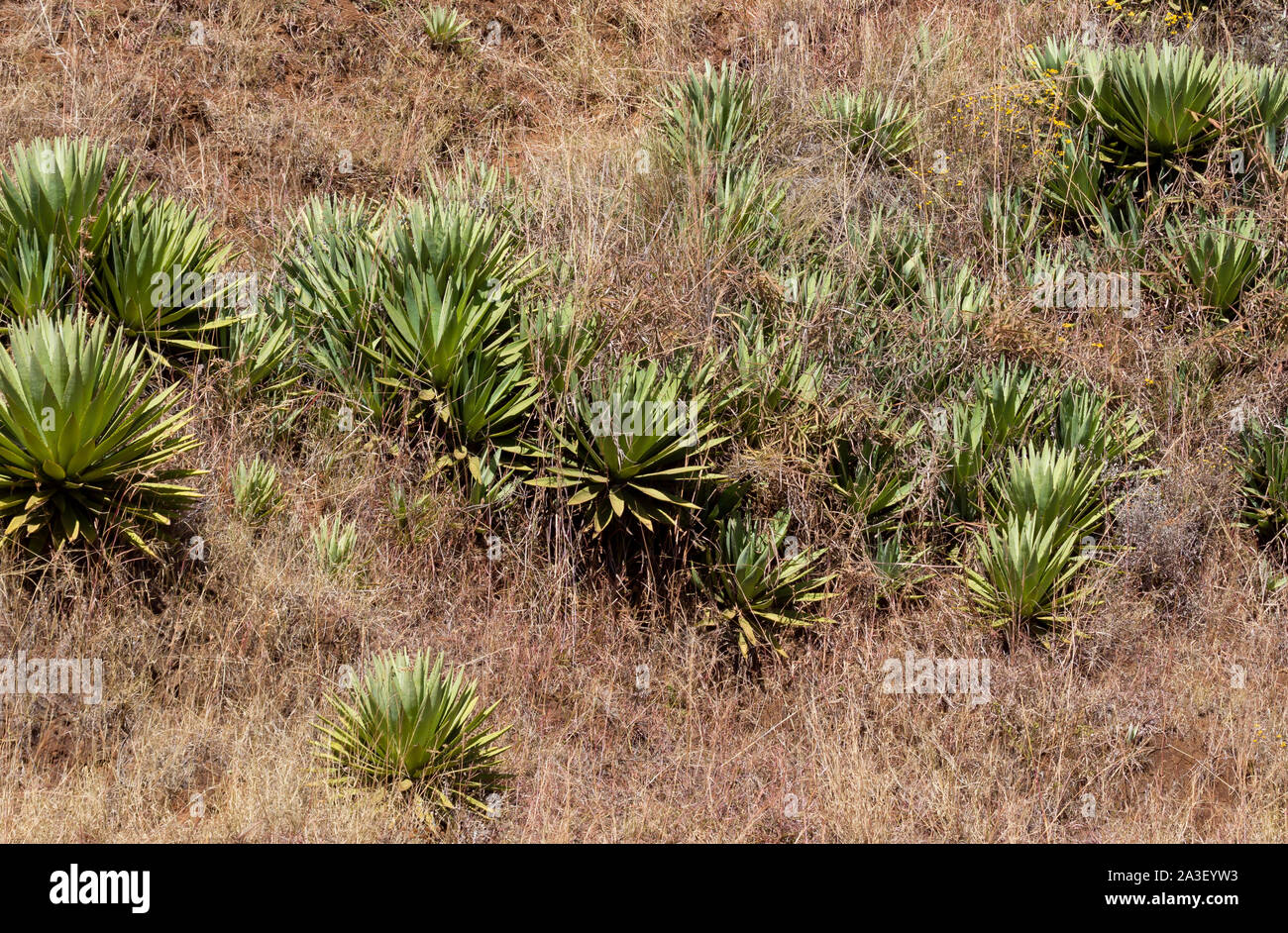 Aloe vera of Madagascar, this plant is publicly known as medicinal plant with multiples vertu Stock Photo