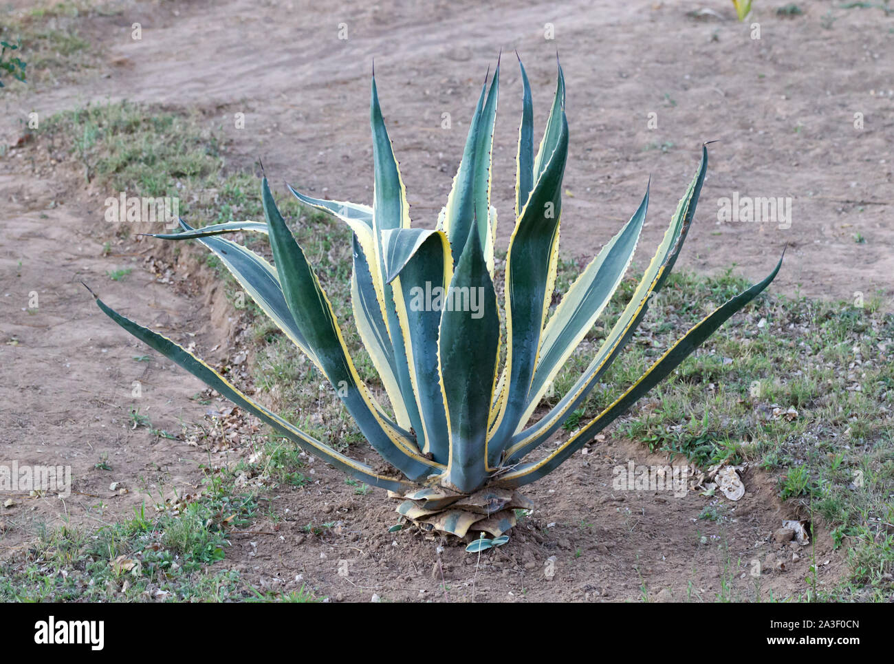 Aloe vera of Madagascar, this plant is publicly known as medicinal plant with multiples vertu Stock Photo