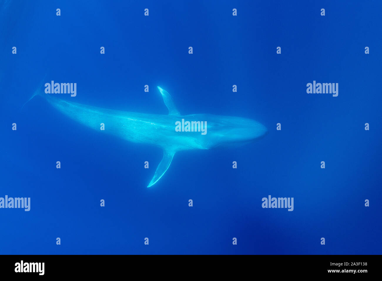 Blue whale, Balaenoptera musculus, underwater view, endangered species, Atlantic Ocean, The Azores. Stock Photo