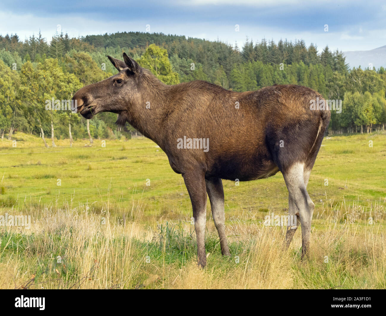 Moose or elk Alces alces female (captive) Stock Photo