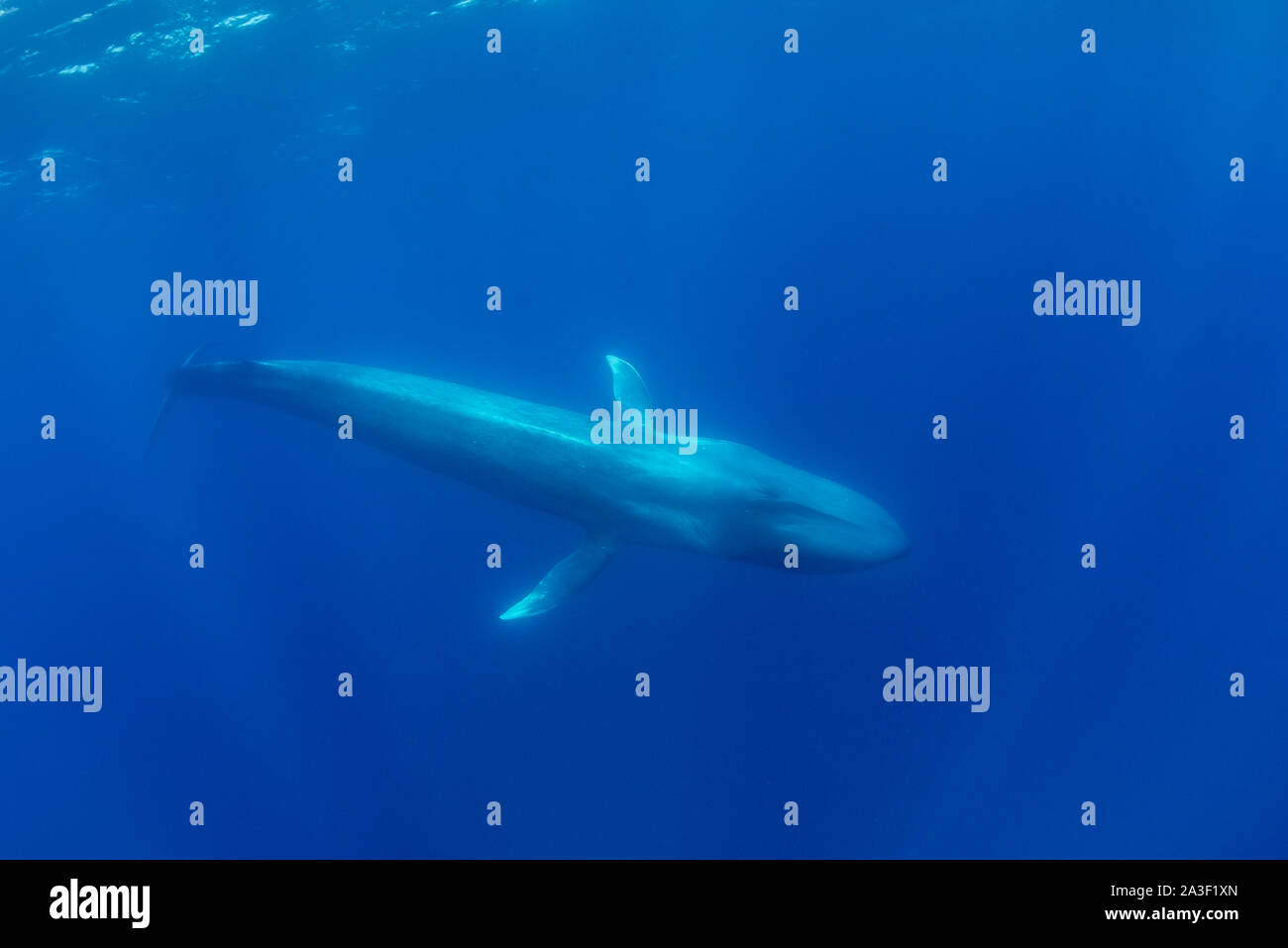 Blue whale, Balaenoptera musculus, underwater view, endangered species, Atlantic Ocean, The Azores. Stock Photo