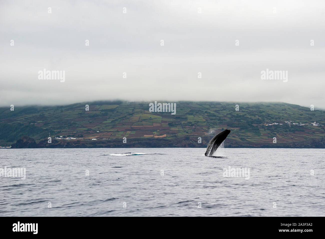 Sperm whale breaching, Atlantic Ocean, Pico Island, The Azores. Stock Photo