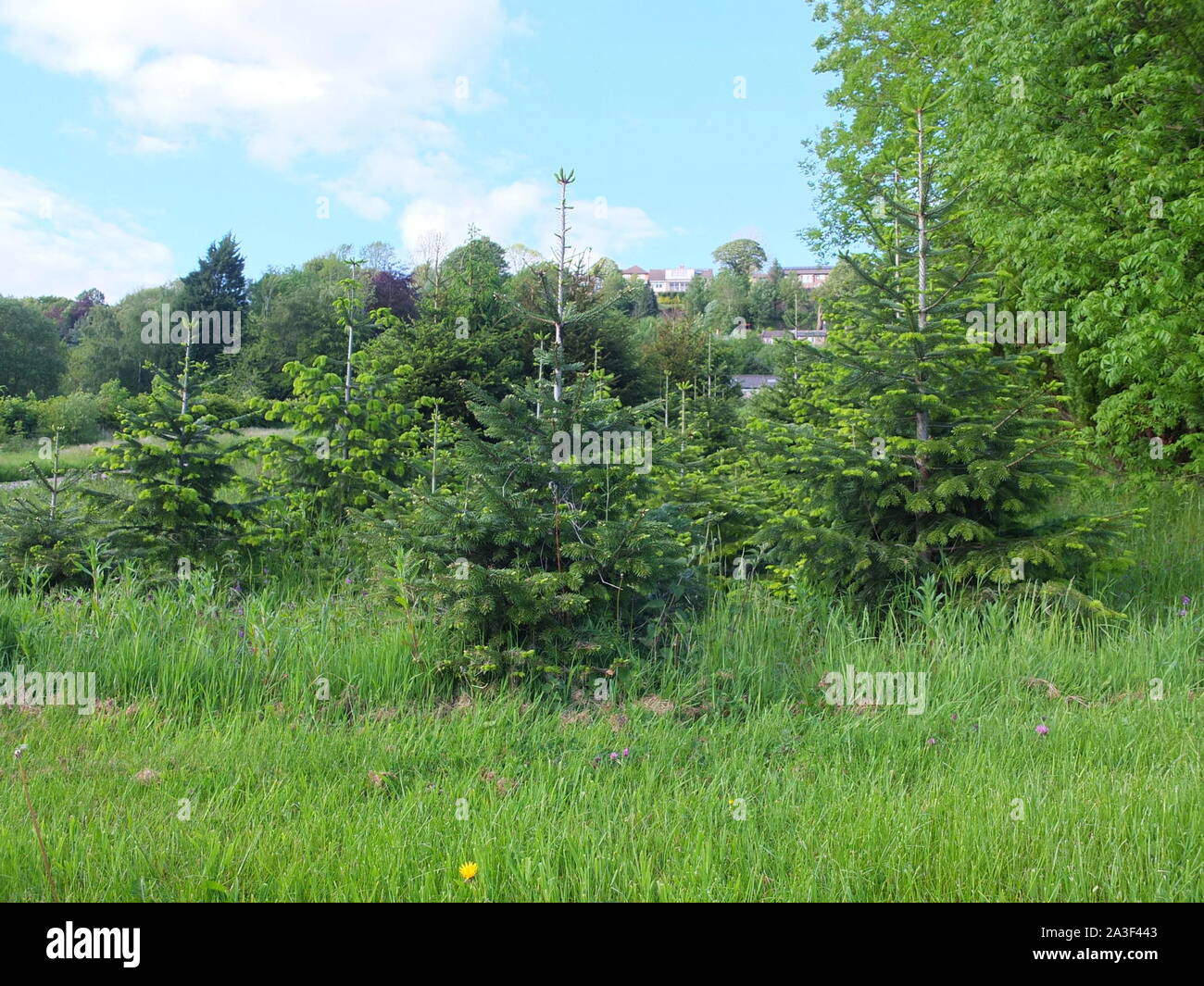 Christmas trees growing in a nursery at Hackney near Matlock in Derbyshire UK Stock Photo Alamy