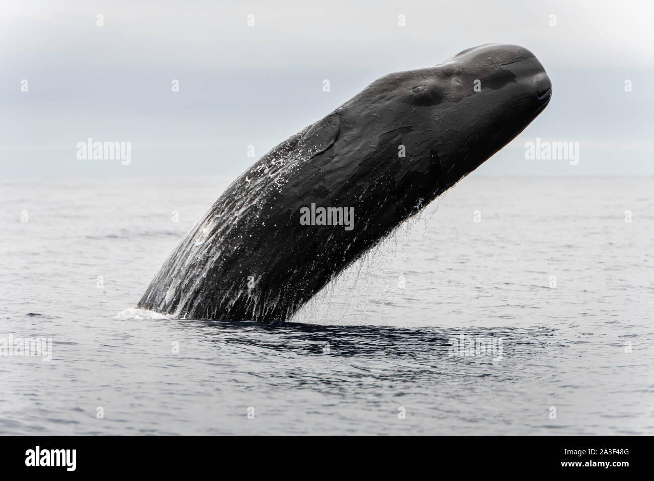 Sperm whale breaching, Atlantic Ocean, Pico Island, The Azores. Stock Photo