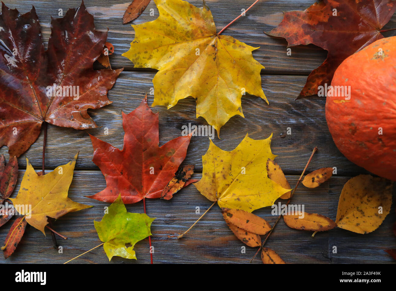 Colorful leaves and pumkin. Grunge background with wooden planks autumn ...