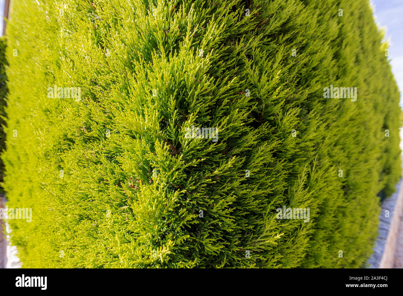 green thuja occidentalis, corner view Stock Photo