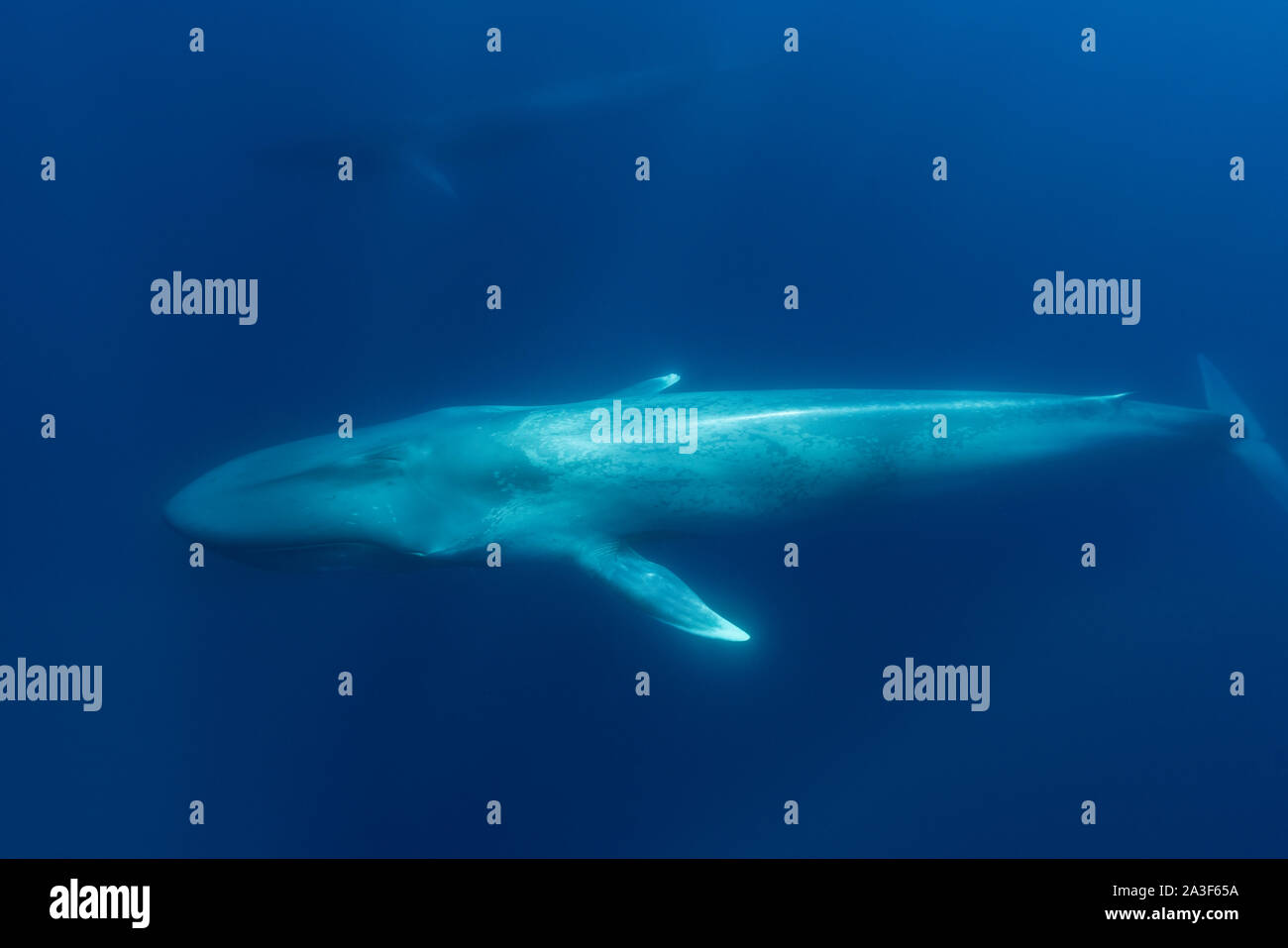 Blue whale and a fin whale swimming together, Atlantic Ocean, Pico Island, The Azores. Stock Photo