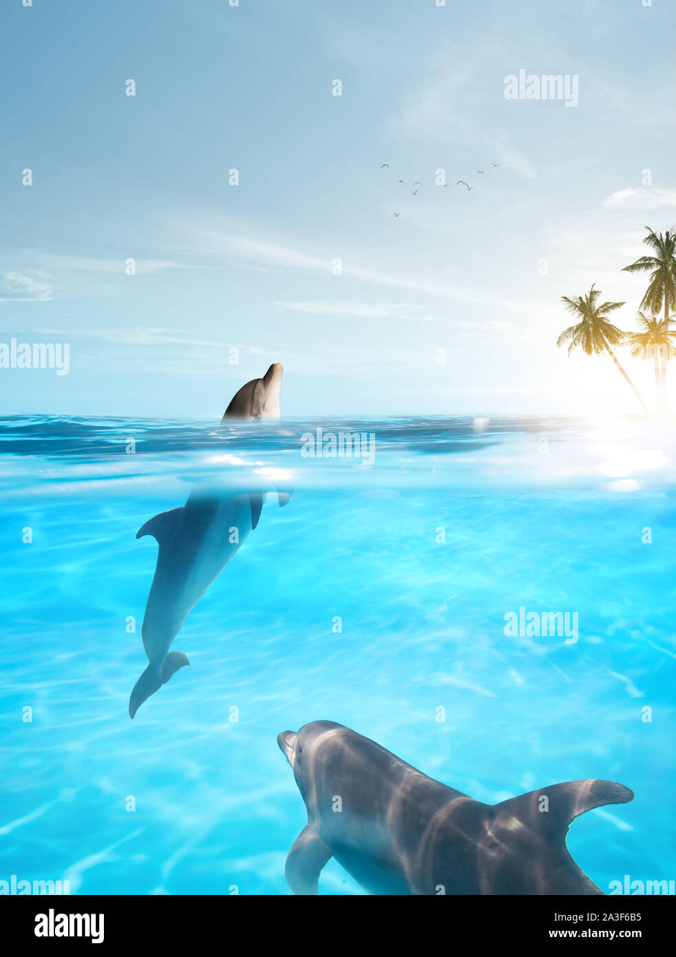 dolphins tropic Stock Photo