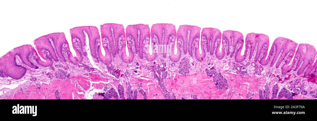 Tongue TS, stained section, human Stock Photo