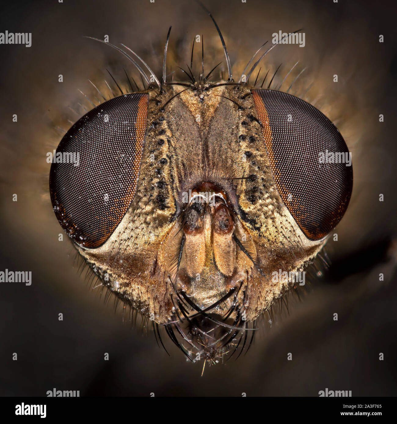 Cluster fly or attic fly. Pollenia sp. portrait view showing compound eyes and mouthparts. Stock Photo