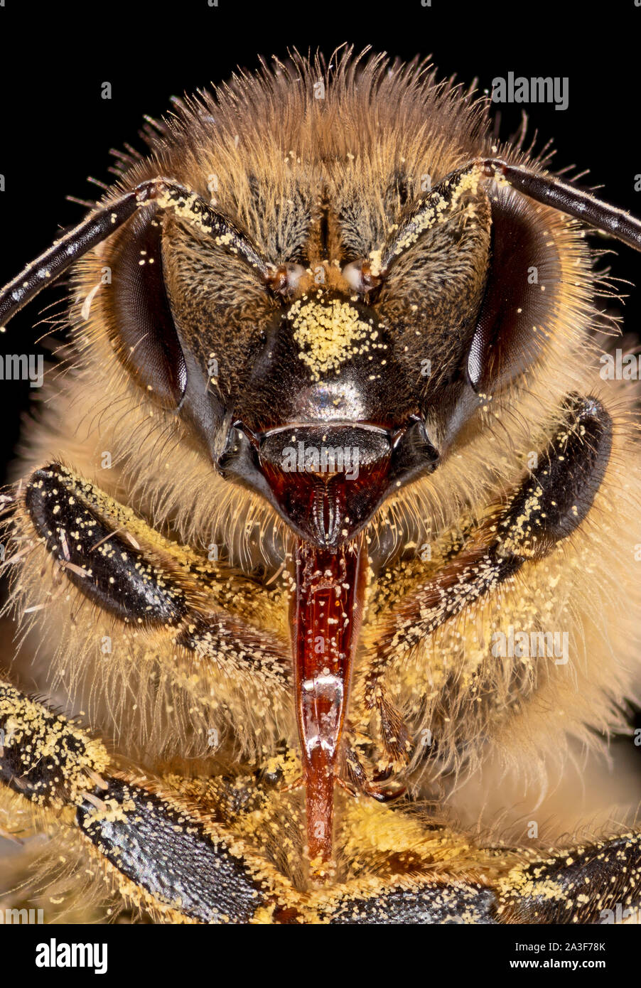 Honey bee covered in pollen, tongue exposed,  Apis mellifera Stock Photo