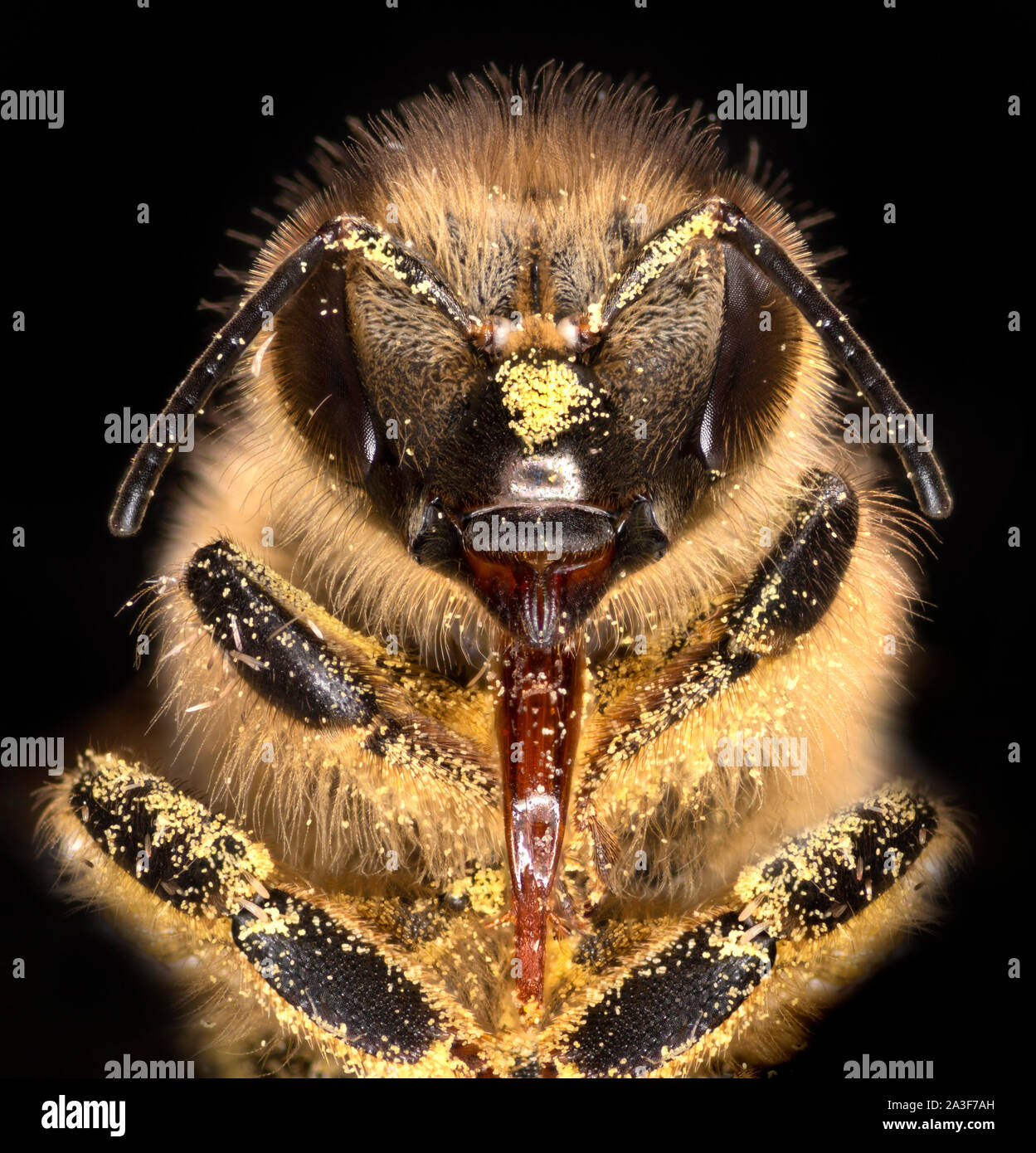 Honey bee covered in pollen, tongue exposed,  Apis mellifera Stock Photo