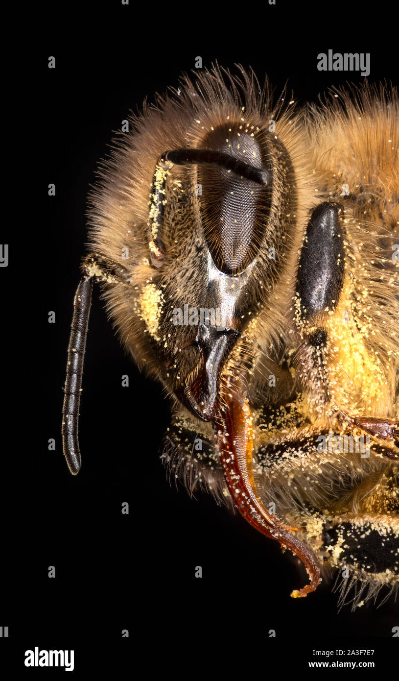 Honey bee covered in pollen, tongue exposed,  Apis mellifera Stock Photo