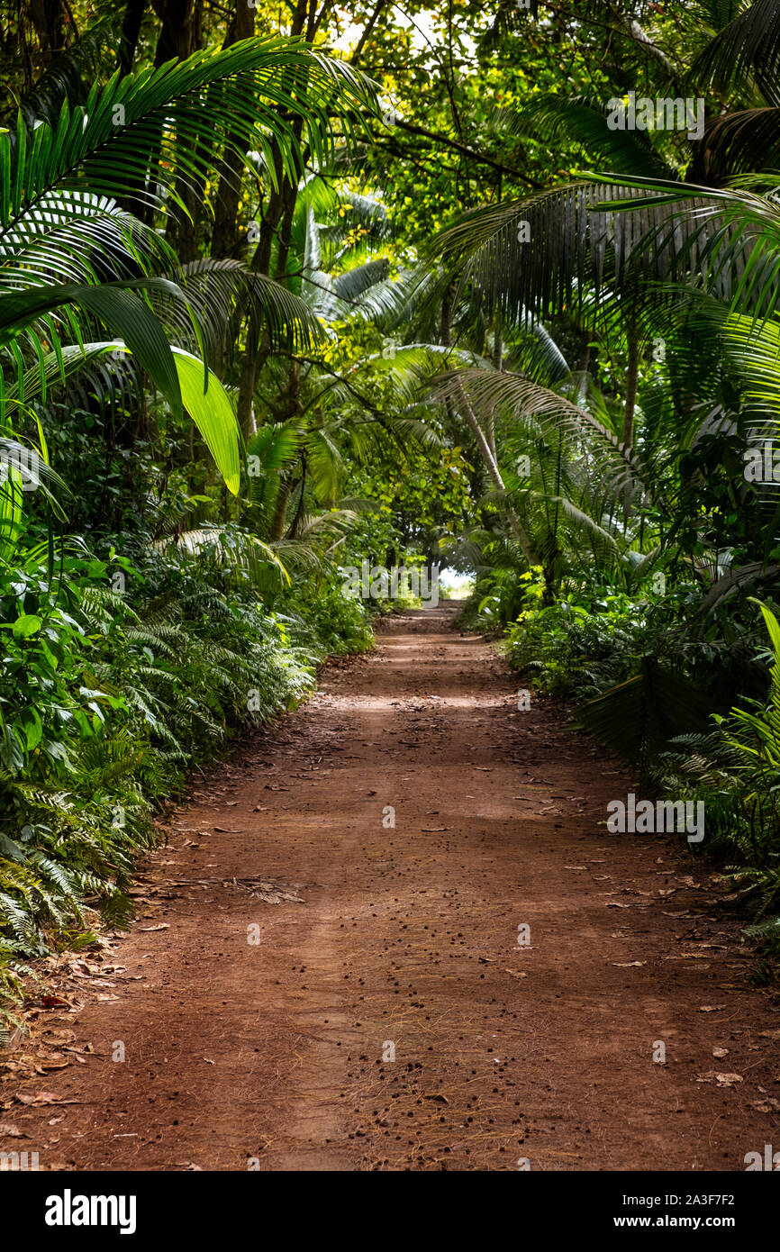 Fotografia Ground rural road in the middle of tropical jungle