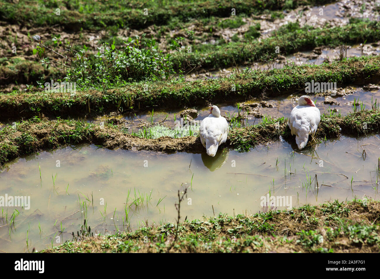 Wildlife view of duck and duckling swimming in rice terrace with shallow depth of field Stock Photo